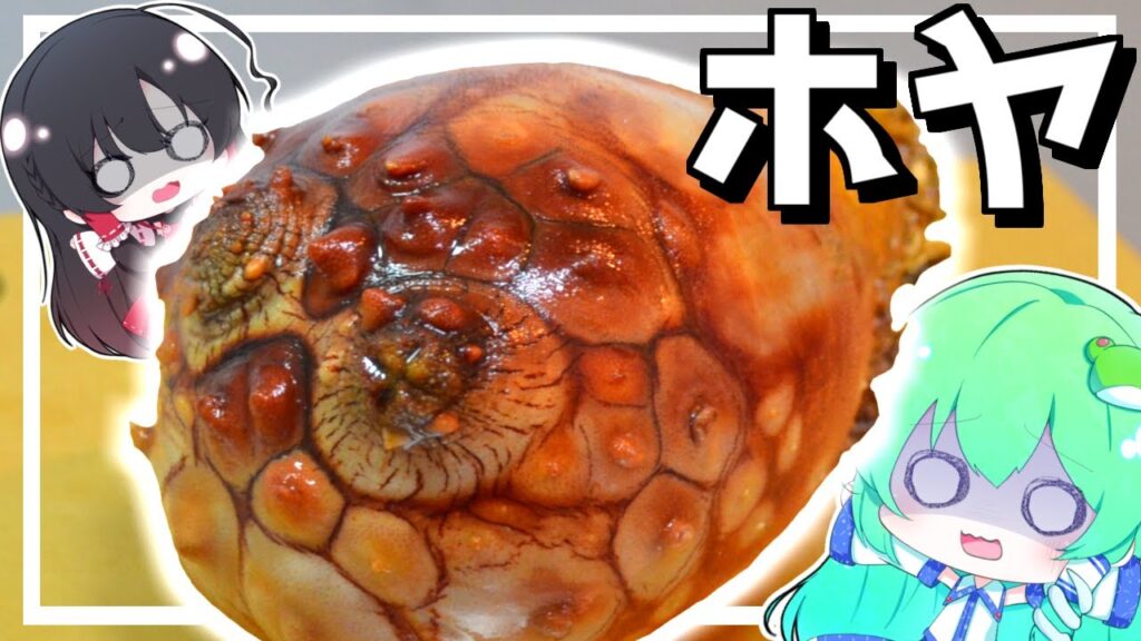 【ゆっくり料理】早苗は得体がしれない海洋生物のホヤを捌いて生で食べてみる！【ゆっくり実況】【海のパイナップル】【無理】