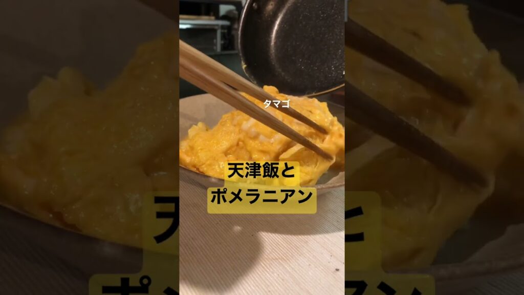 天津飯とポメラニアン#pomeranian#ポメラニアン#ポメ#puppy#子犬#料理#レシピ#アラサー#深夜飯