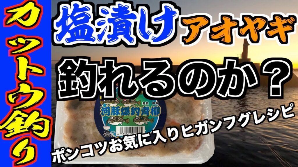 【カットウ釣り】塩漬けアオヤギ釣れるのか？お気に入りヒガンフグレシピ（料理）
