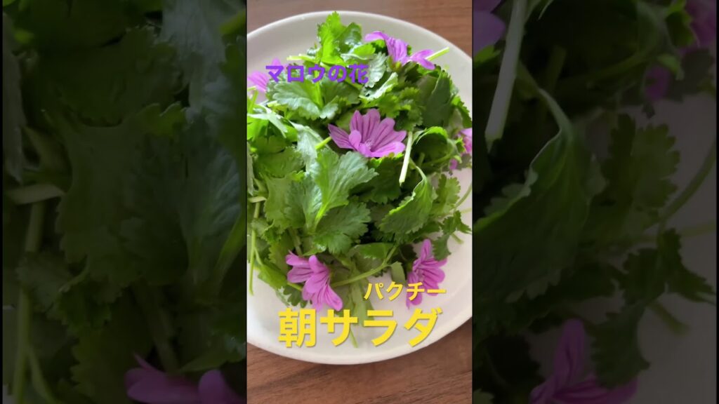 【パクチーサラダ】 #野菜 #野菜ソムリエ #簡単レシピ #food #sdgs #旬の食材 #パクチー #サラダ