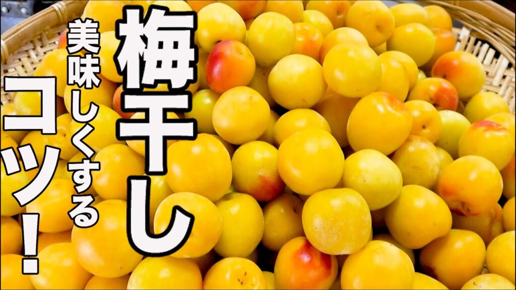 2023年【70kg梅干し】美味しい梅干しを作ると買えなくなるレシピです。