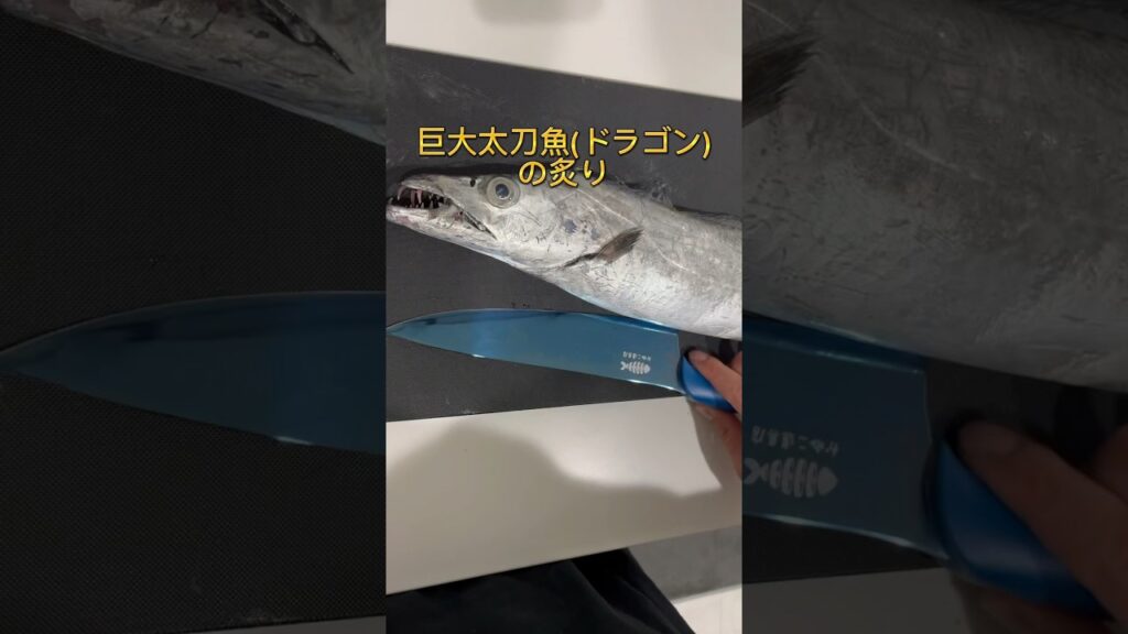 【絶品】巨大太刀魚の炙り！　　　#魚 #料理 #海 #簡単レシピ #レシピ #釣り #家庭料理 #おつまみ